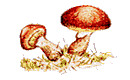 ڂ